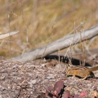 Big Bend Campout 4